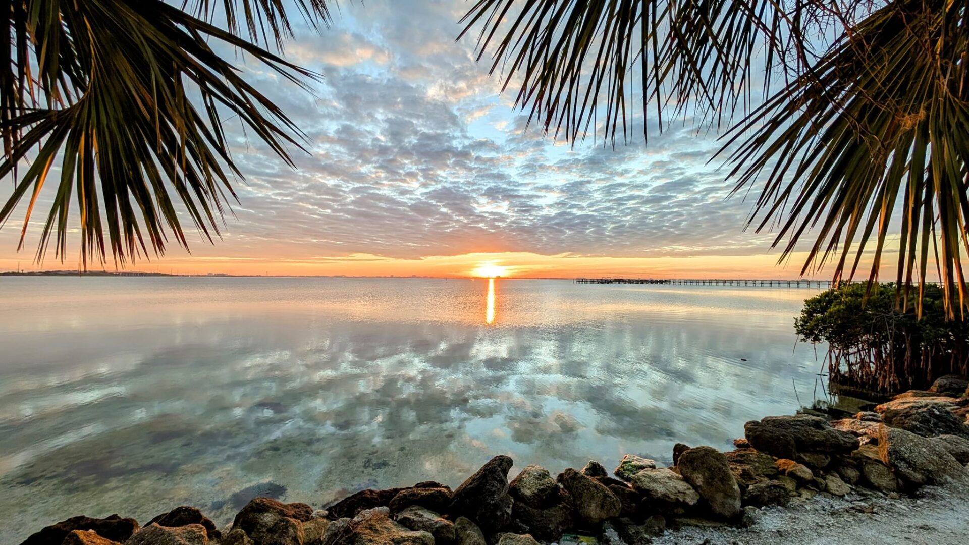 River Palms: